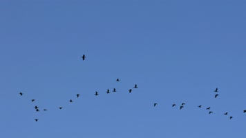 大雁南飞候鸟迁徙