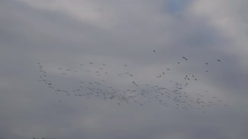 大雁南飞候鸟迁徙