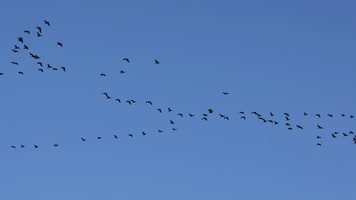 大雁南飞候鸟迁徙