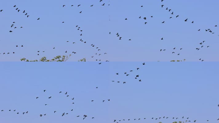 大雁南飞候鸟迁徙