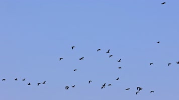 大雁南飞候鸟迁徙