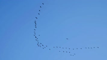 大雁南飞候鸟迁徙