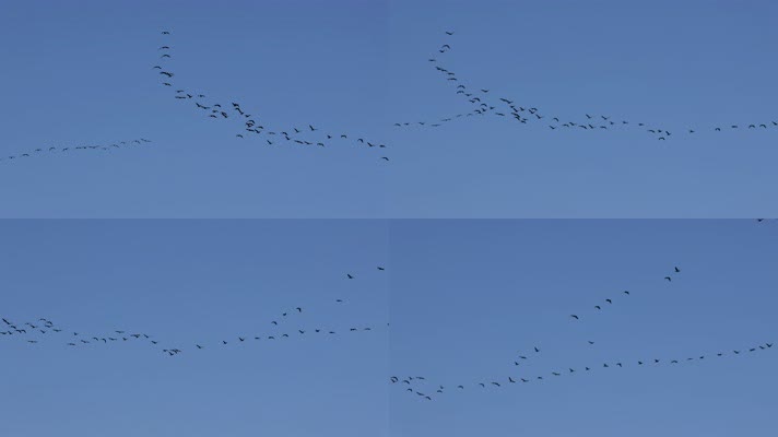 大雁南飞候鸟迁徙