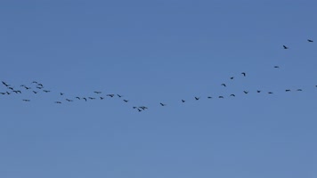 大雁南飞候鸟迁徙