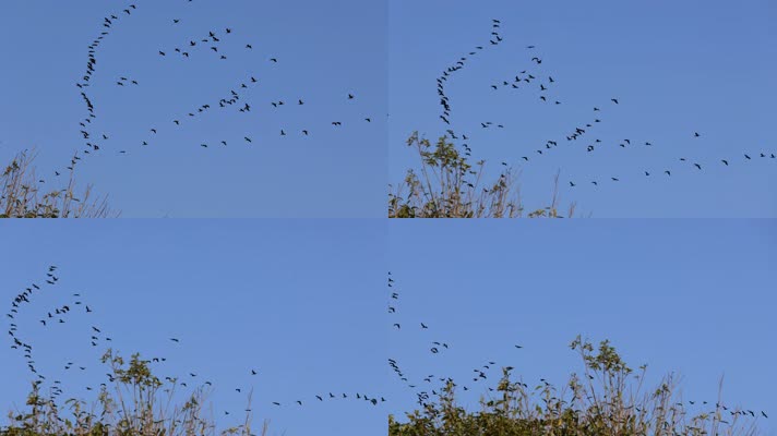 大雁南飞候鸟迁徙