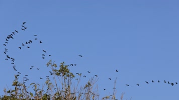 大雁南飞候鸟迁徙
