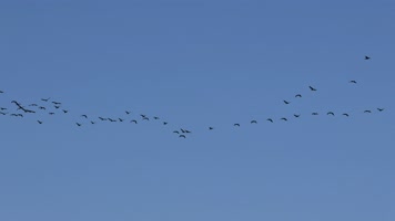 大雁南飞候鸟迁徙