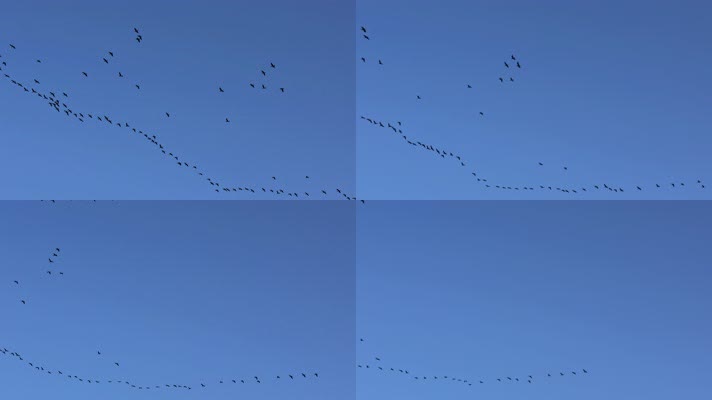 大雁南飞候鸟迁徙