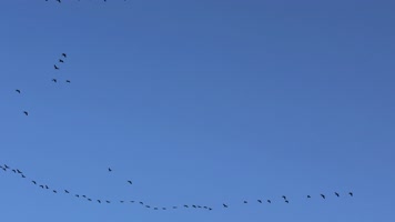 大雁南飞候鸟迁徙