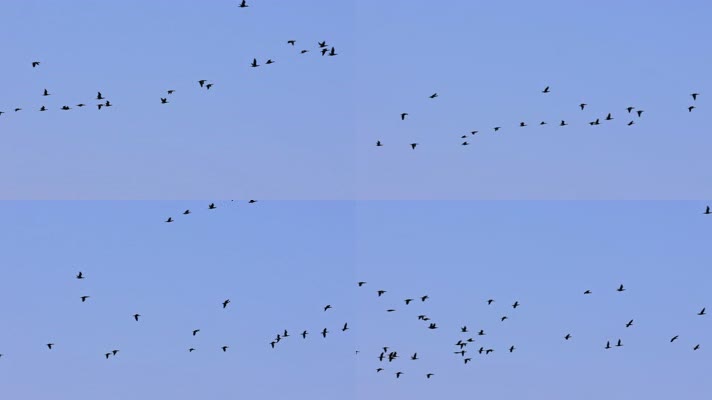 大雁南飞候鸟迁徙