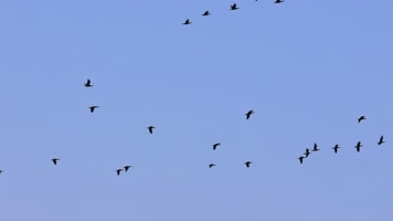 大雁南飞候鸟迁徙