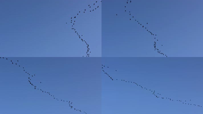 大雁南飞候鸟迁徙