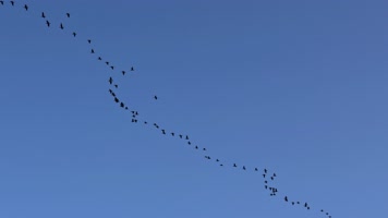 大雁南飞候鸟迁徙