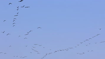 大雁南飞候鸟迁徙