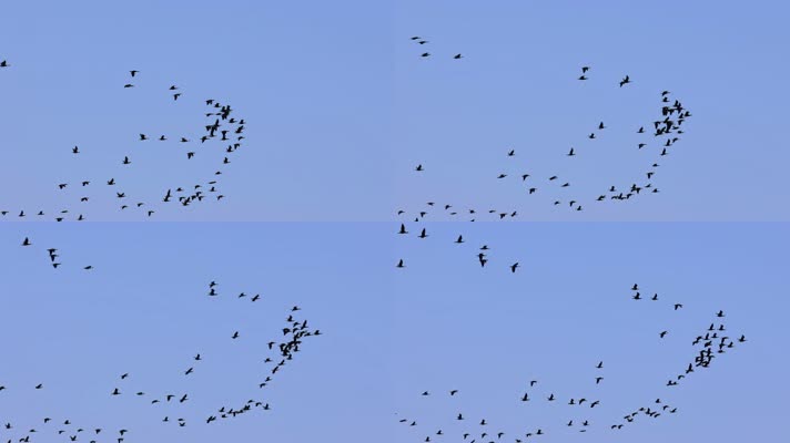 大雁南飞候鸟迁徙