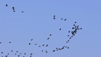 大雁南飞候鸟迁徙