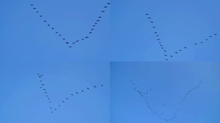 大雁南飞候鸟迁徙