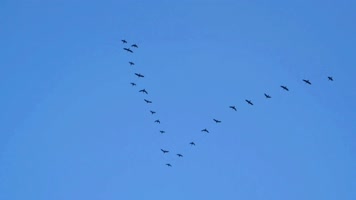 大雁南飞候鸟迁徙
