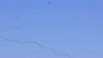 大雁南飞候鸟迁徙