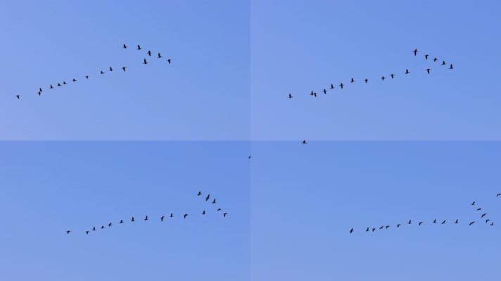 大雁南飞候鸟迁徙