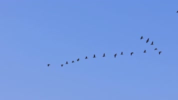 大雁南飞候鸟迁徙
