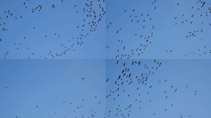 大雁南飞候鸟迁徙