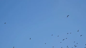 大雁南飞候鸟迁徙