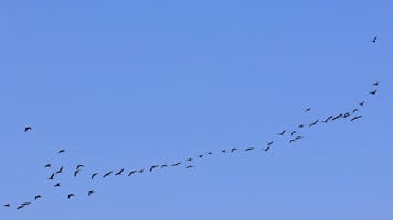 大雁南飞候鸟迁徙