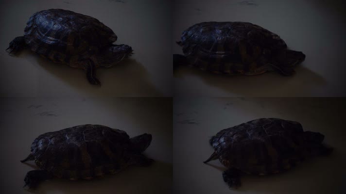 乌龟在地面上爬行暗调压抑原创实拍4K高清