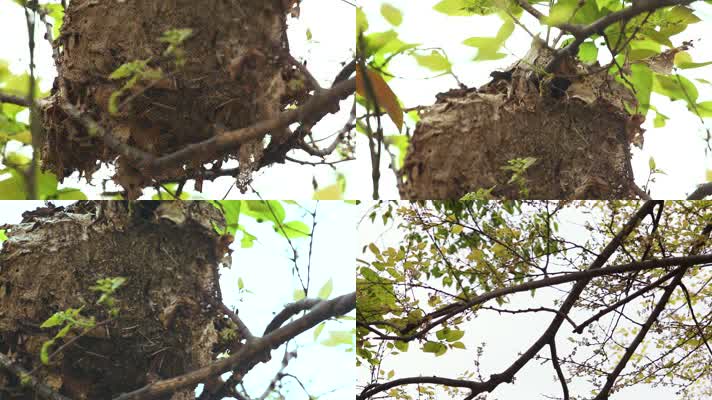 l1湿地植物树枝上的巢