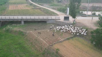 山羊 绵羊 羊群 吃草 山羊群 放羊 山羊 绵羊 羊群 吃草 山羊群 放羊