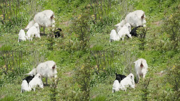 春天山羊妈妈带四只小羊羔吃草