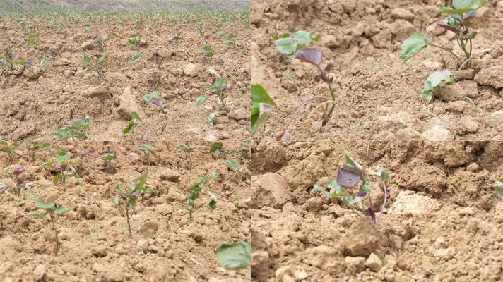  地瓜苗 地瓜秧 芋头苗 芋头秧 红薯