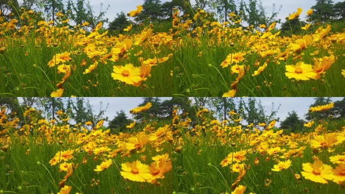 夏日阳光下黄色花丛随风摆动