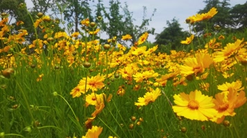 夏日阳光下黄色花丛随风摆动