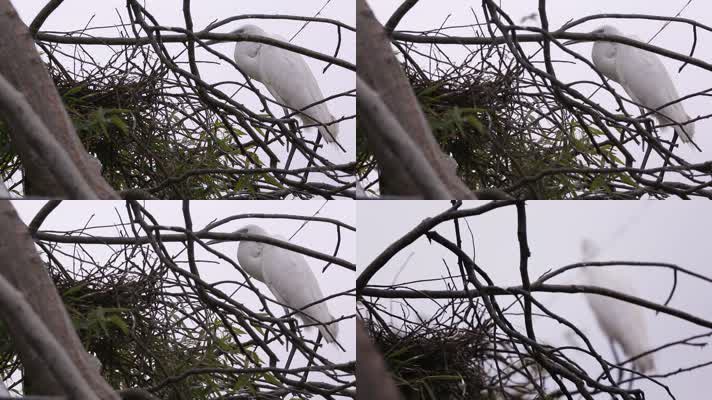 l1汕尾海丰红树林中的白色鸟类