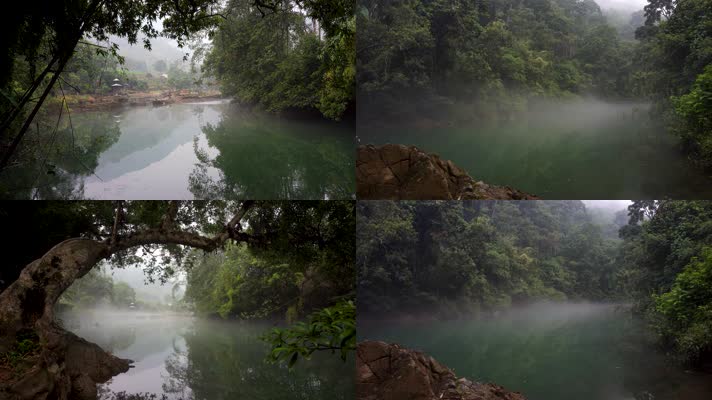 4K古树秘境河流峡谷薄雾水面