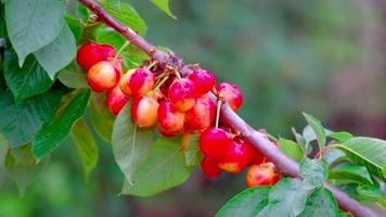 新鲜大樱桃特写