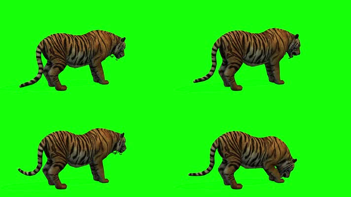 老虎猫科动物绿色屏幕