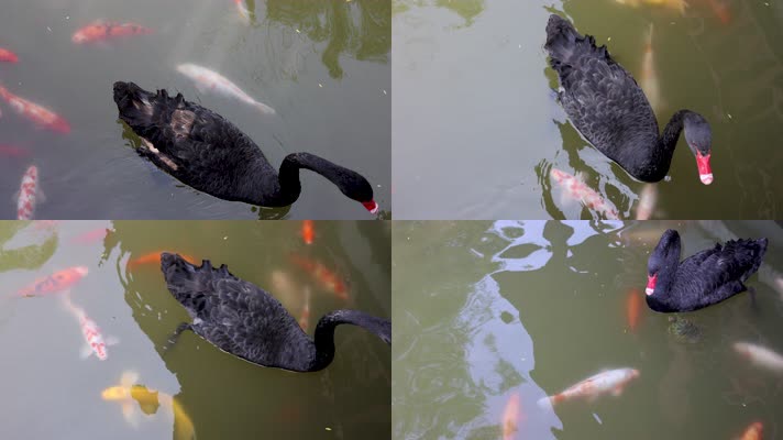 公园里的池塘黑天鹅与金鱼乌龟嬉戏打闹