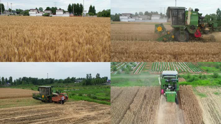 麦收 小麦收割 割麦子 收割机 收割机割麦子 收麦子 夏天麦收 庄稼地 小麦 联合收割机