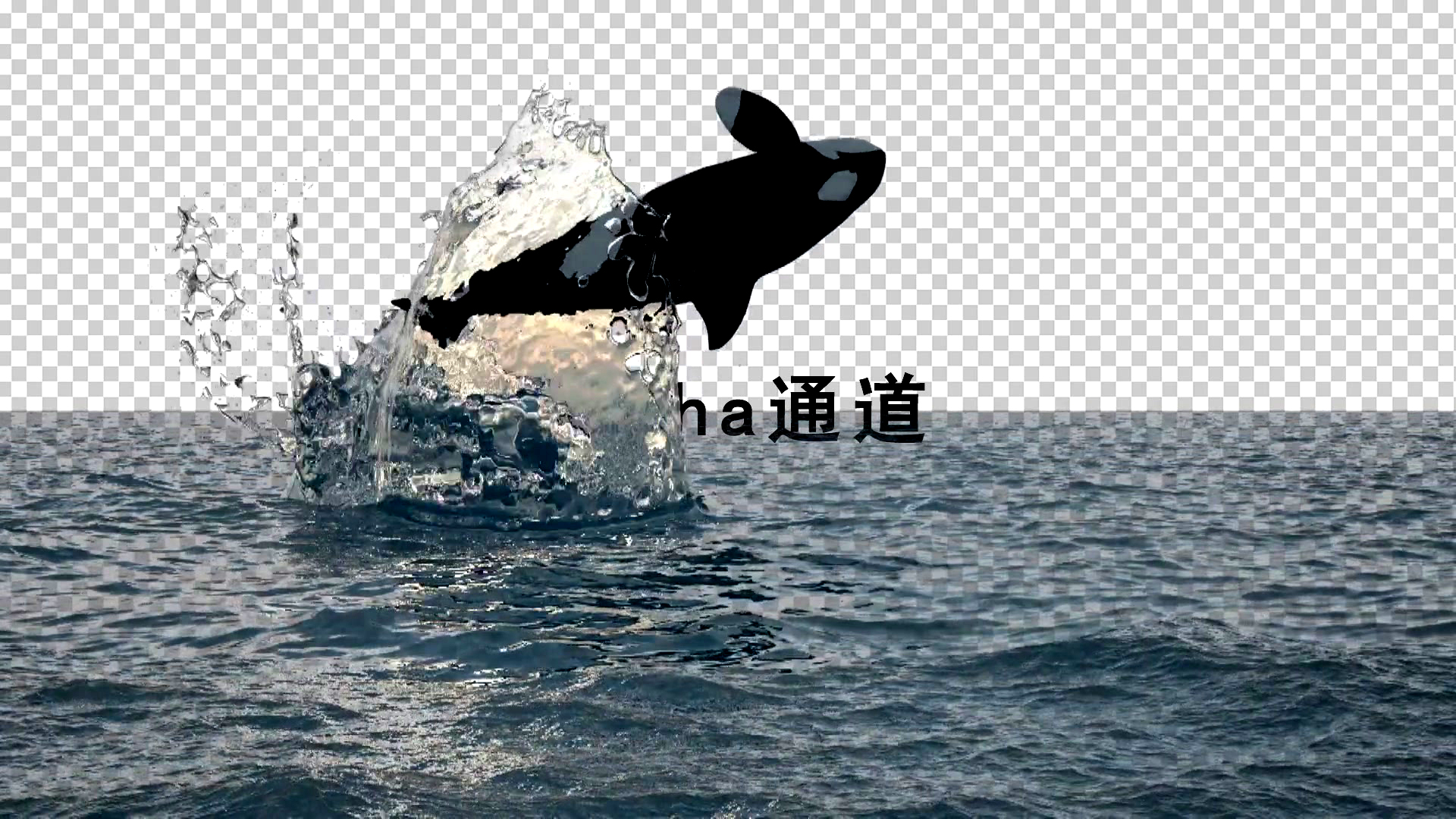 海豚戏水透明通道