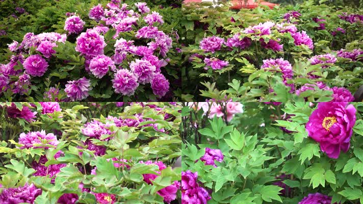 4K拍摄河南洛阳牡丹花