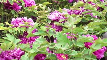 4K拍摄河南洛阳牡丹花
