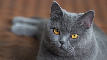 可爱萌宠宠物猫英短蓝猫 可爱萌宠宠物猫英短蓝猫