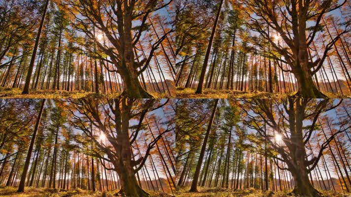 秋季美景、灿烂金秋(1)