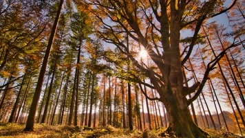 秋季美景、灿烂金秋(1)