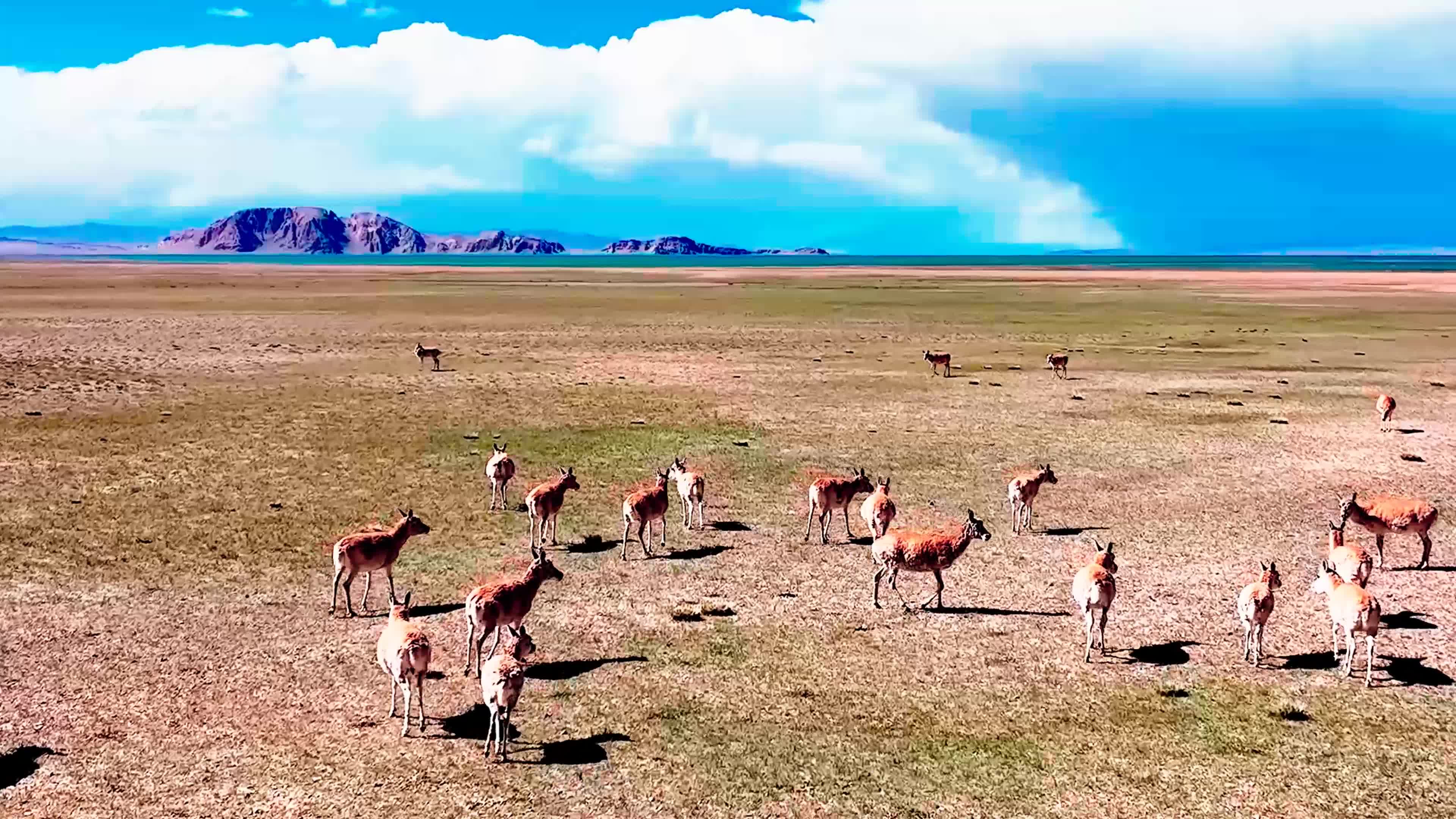 西藏塔公草原自然风光