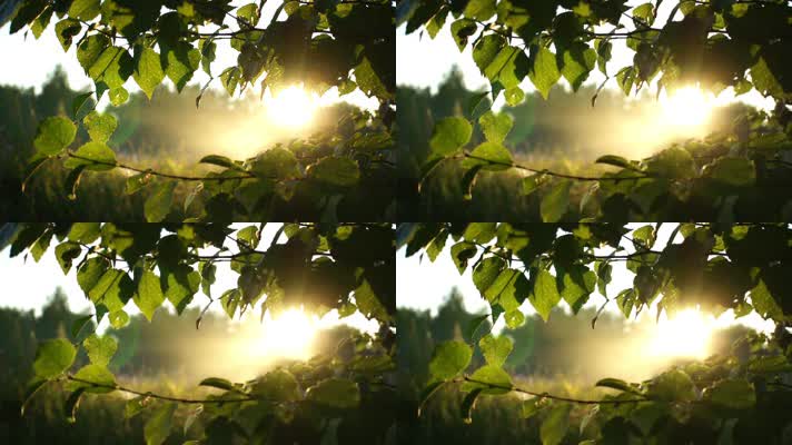 日出时薄雾中的阳光、唯美雨后、风声、鸟鸣