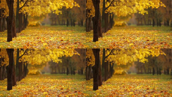 灿烂金秋、落叶满地